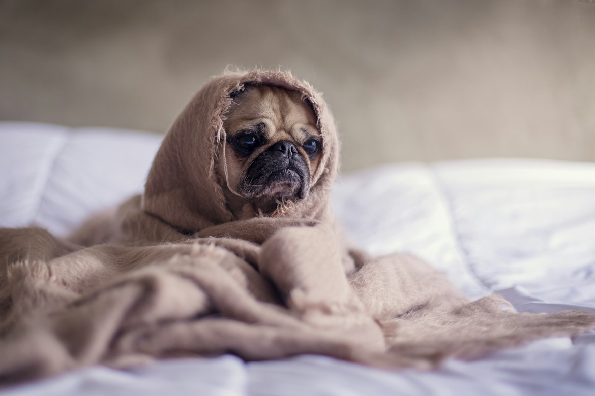 Sad pug - Anxiety Disorder in animals